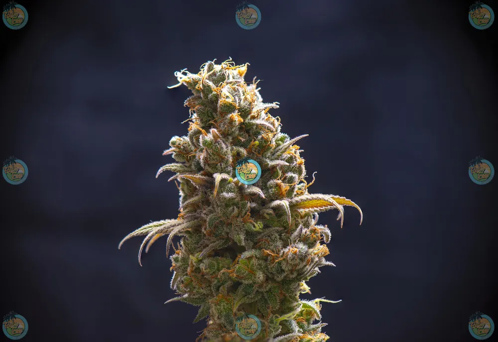 Lilac Diesel Weed Strain