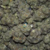NEW MONEY CANNABIS STRAIN