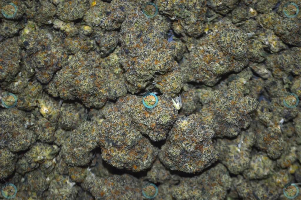 NEW MONEY CANNABIS STRAIN