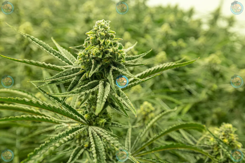 Strawberry Diesel Cannabis Strain