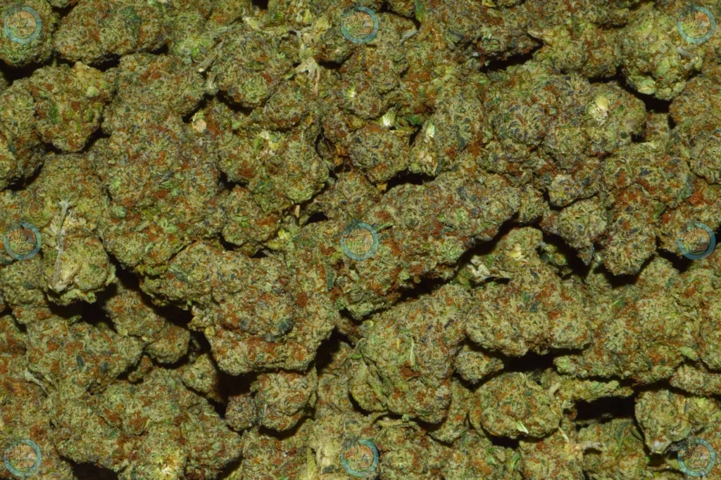Fairy Dust cannabis strain
