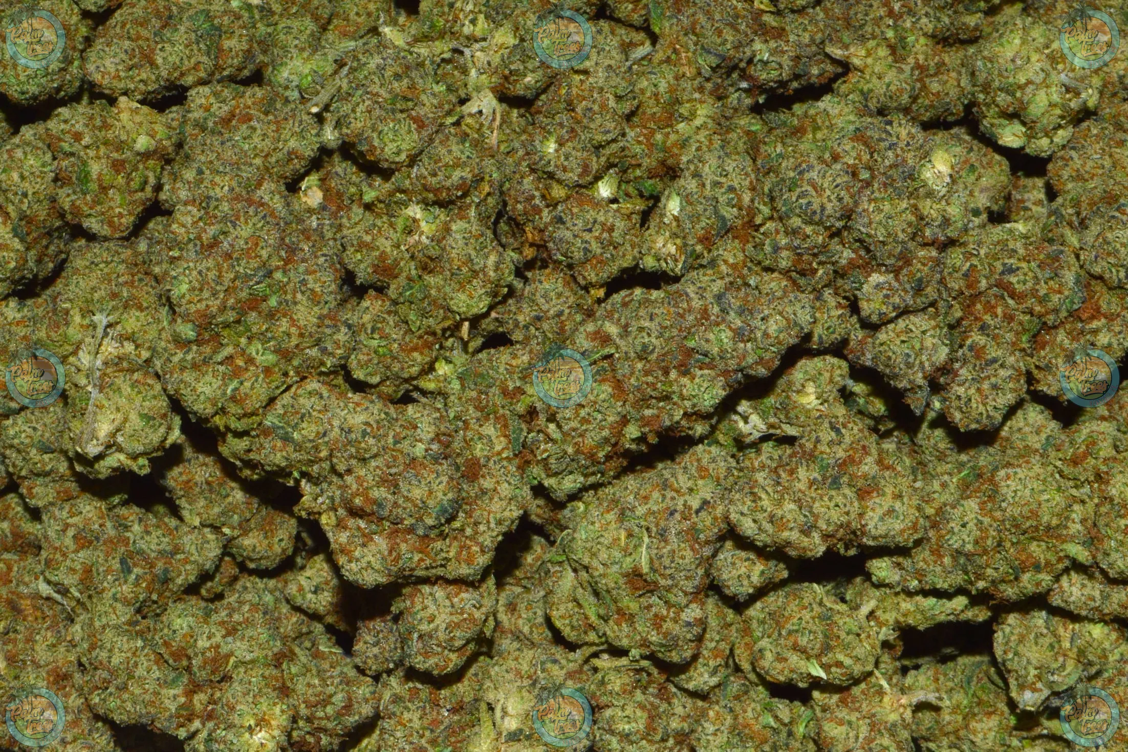 FAIRY DUST Cannabis