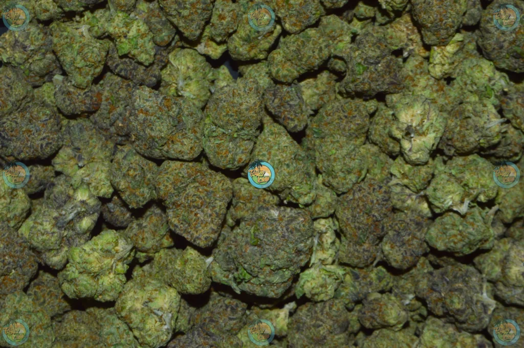 GAS CREAM CAKE cannabis strain