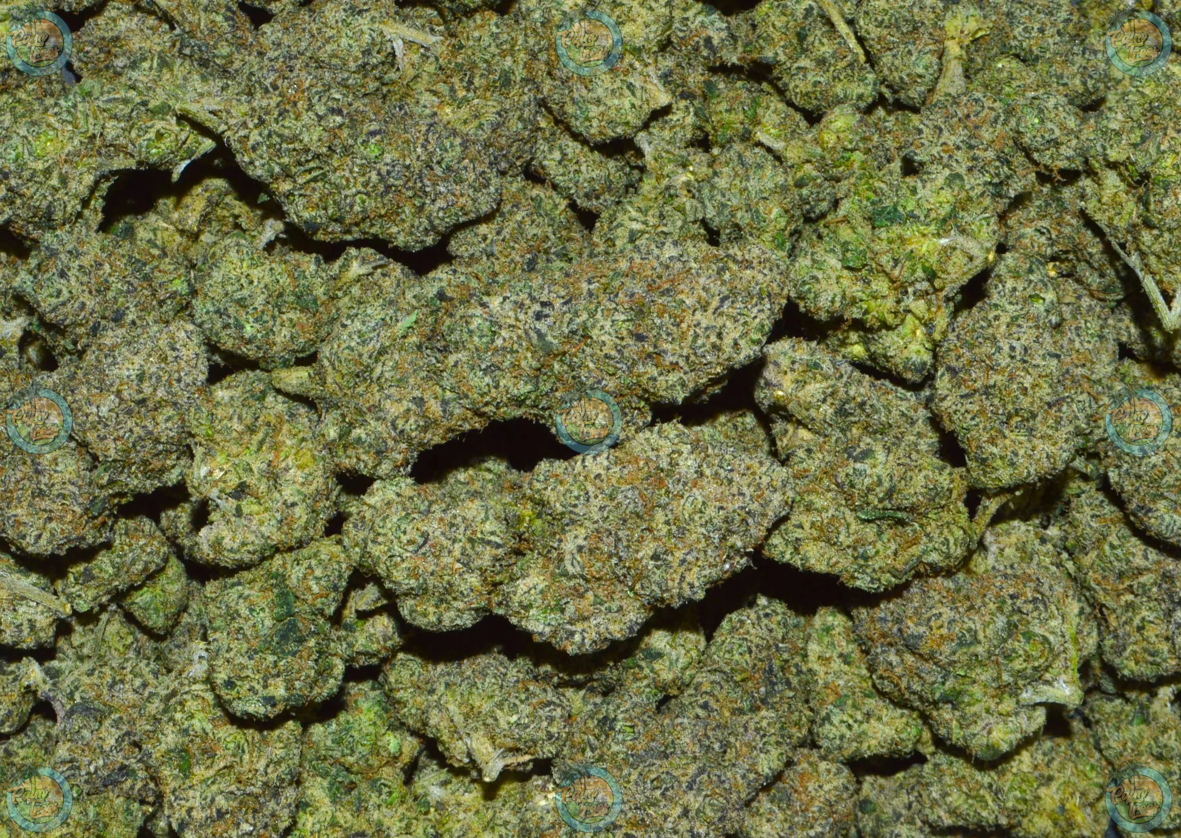 RARI RUNTZ CANNABIS